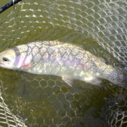 大安トラウトレイク 釣果